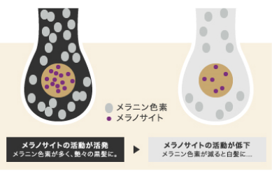 白髪が増えるメカニズム